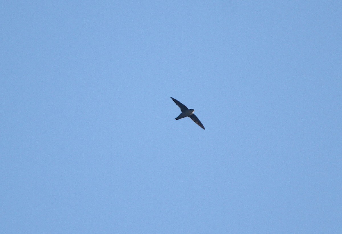 Vaux's Swift - ML643119566