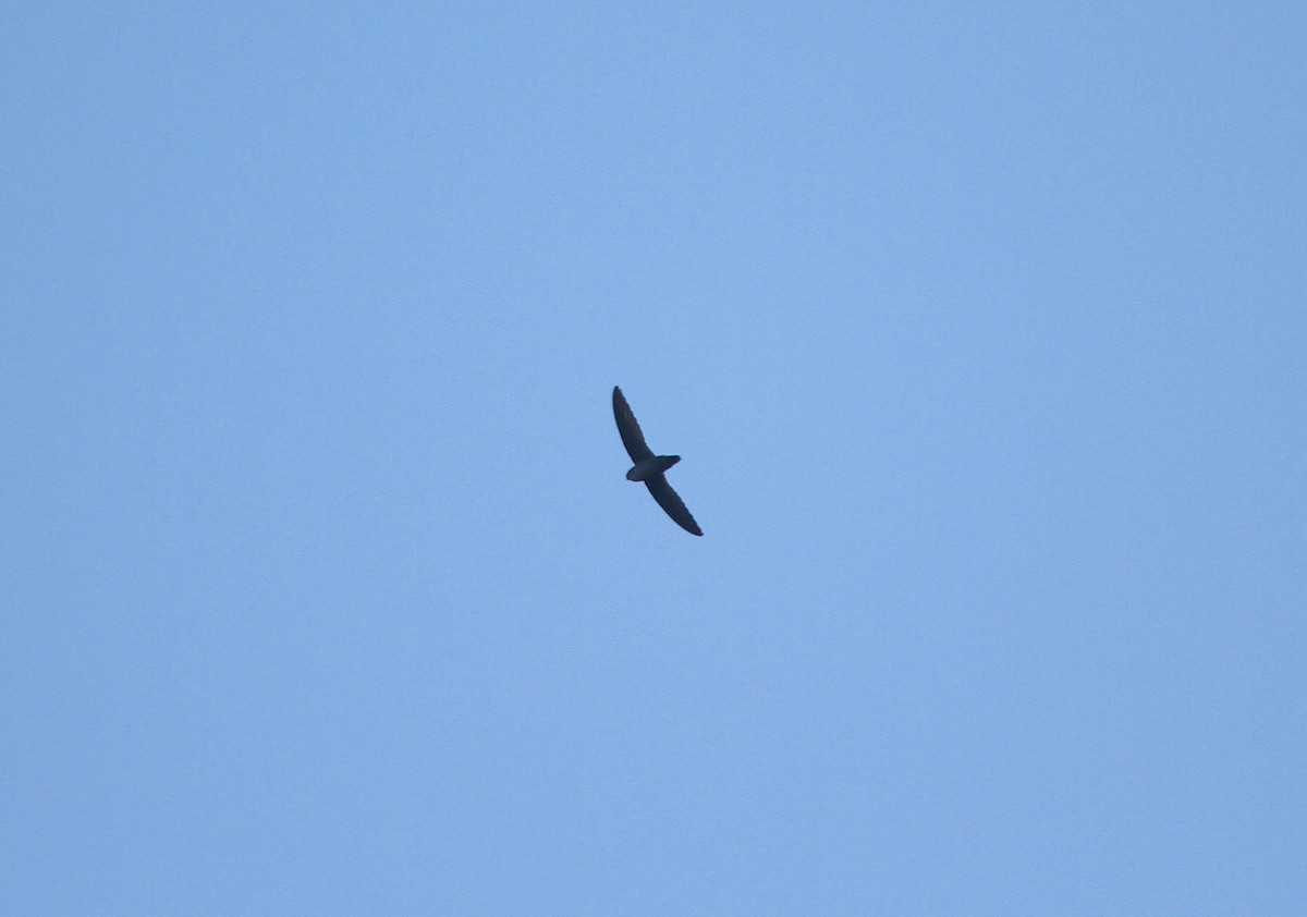 Vaux's Swift - ML643119567