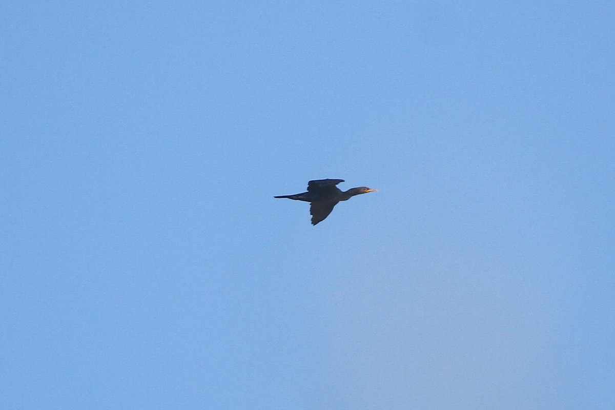 Double-crested Cormorant - ML643119569