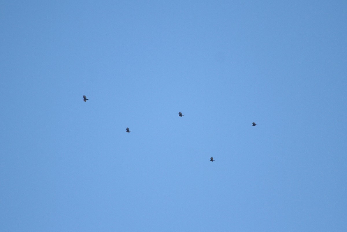 Turkey Vulture - ML643119572