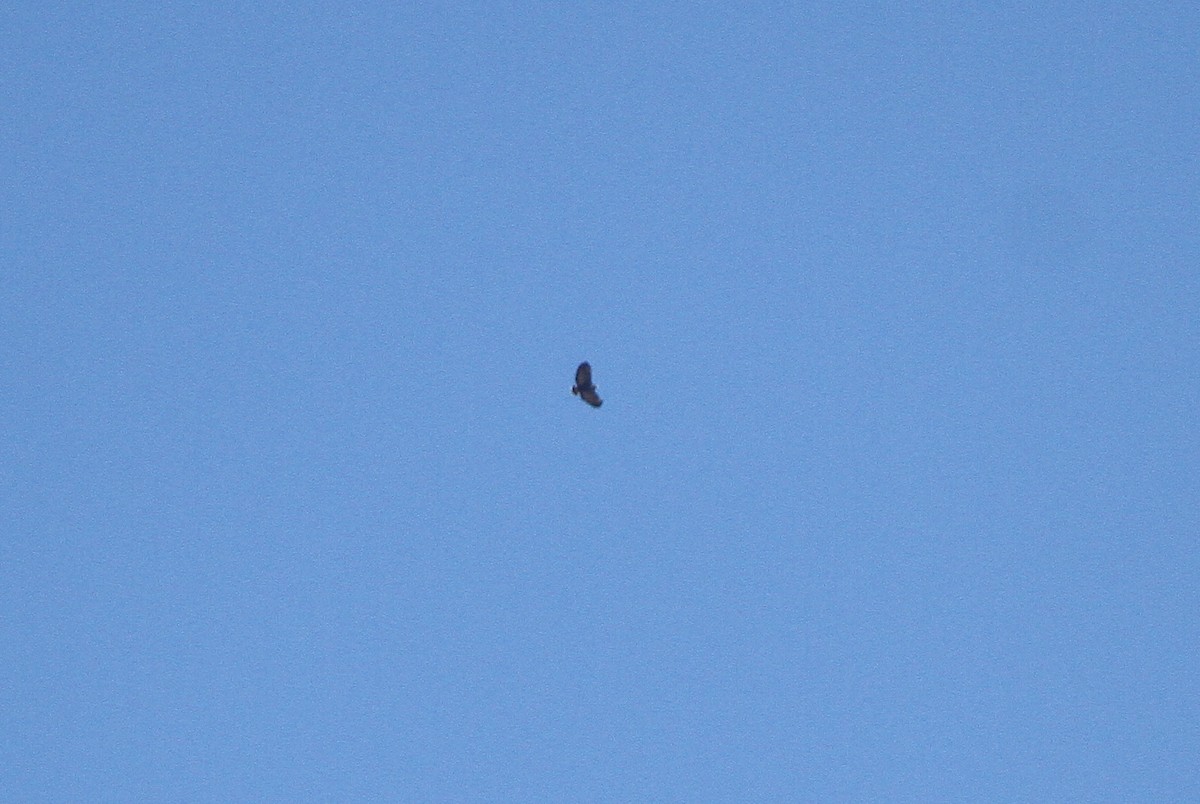 Common Black Hawk (Common) - ML643119576