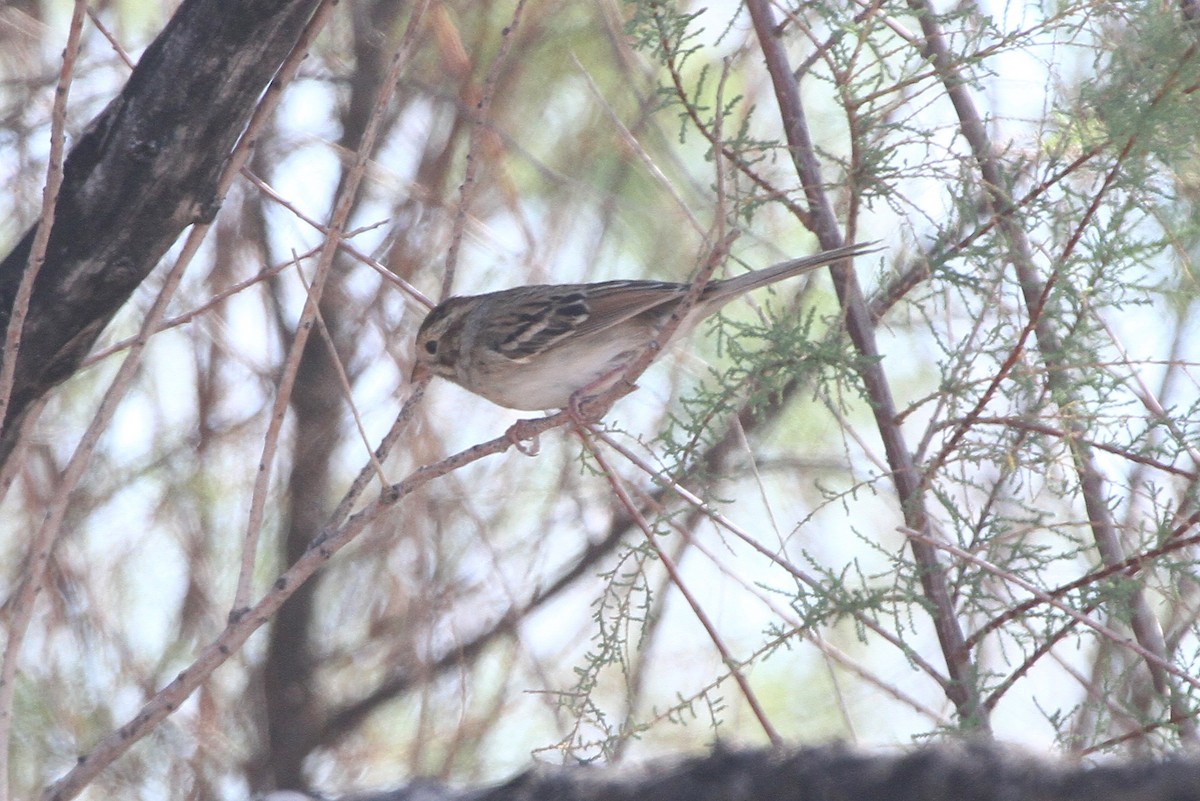 Clay-colored Sparrow - ML643119577
