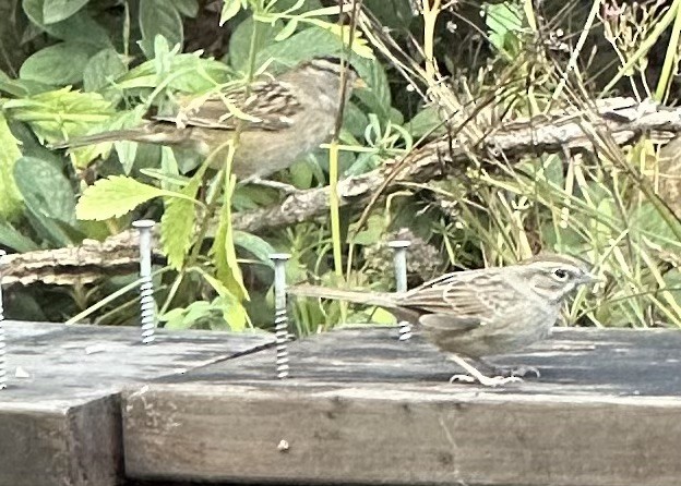 Rufous-crowned Sparrow - ML643119580