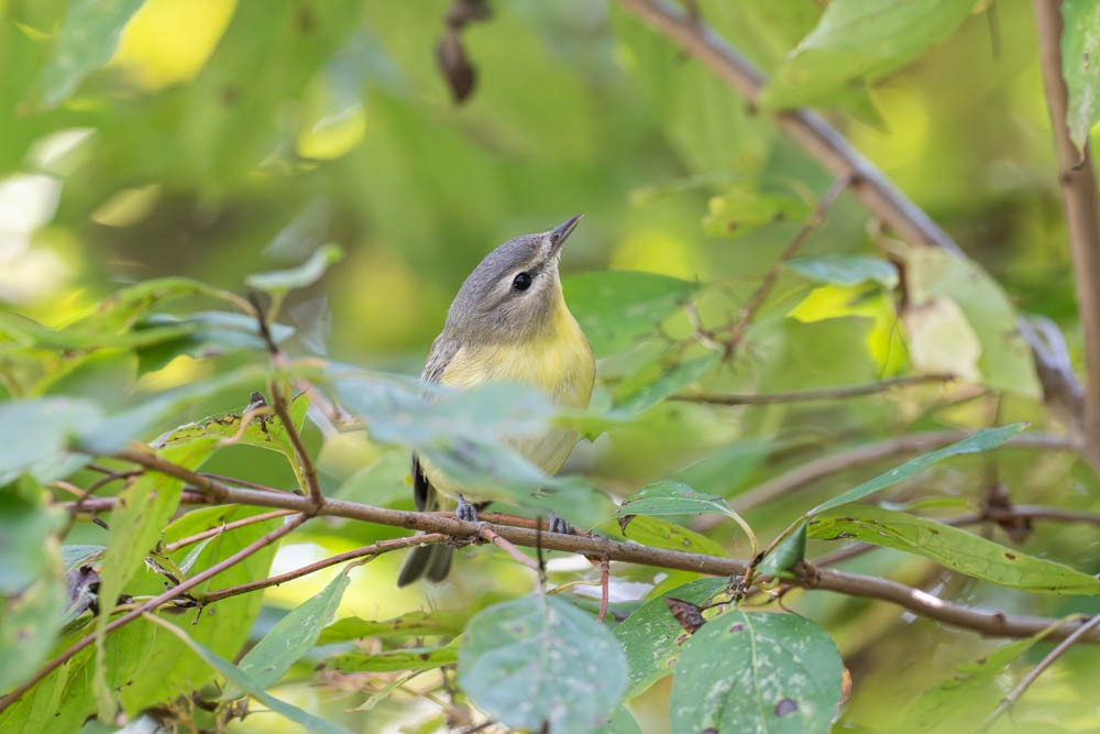 Philadelphia Vireo - ML643119583