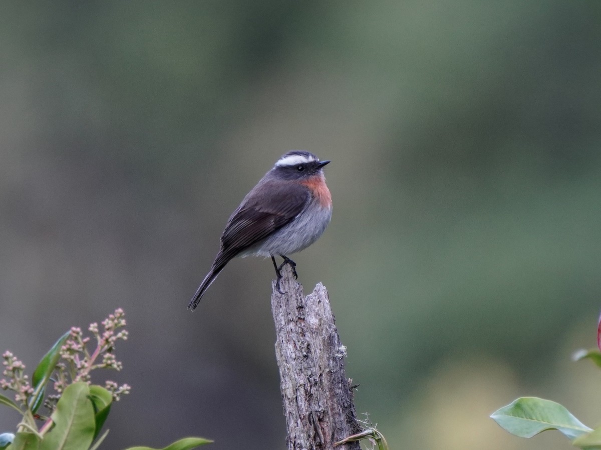 Rufous-breasted Chat-Tyrant - ML643119584