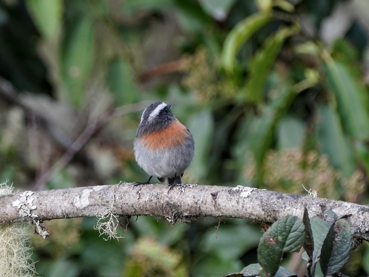 Rufous-breasted Chat-Tyrant - ML643119585