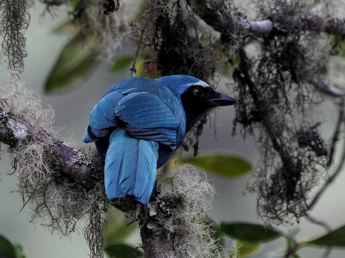 White-collared Jay - ML643119594