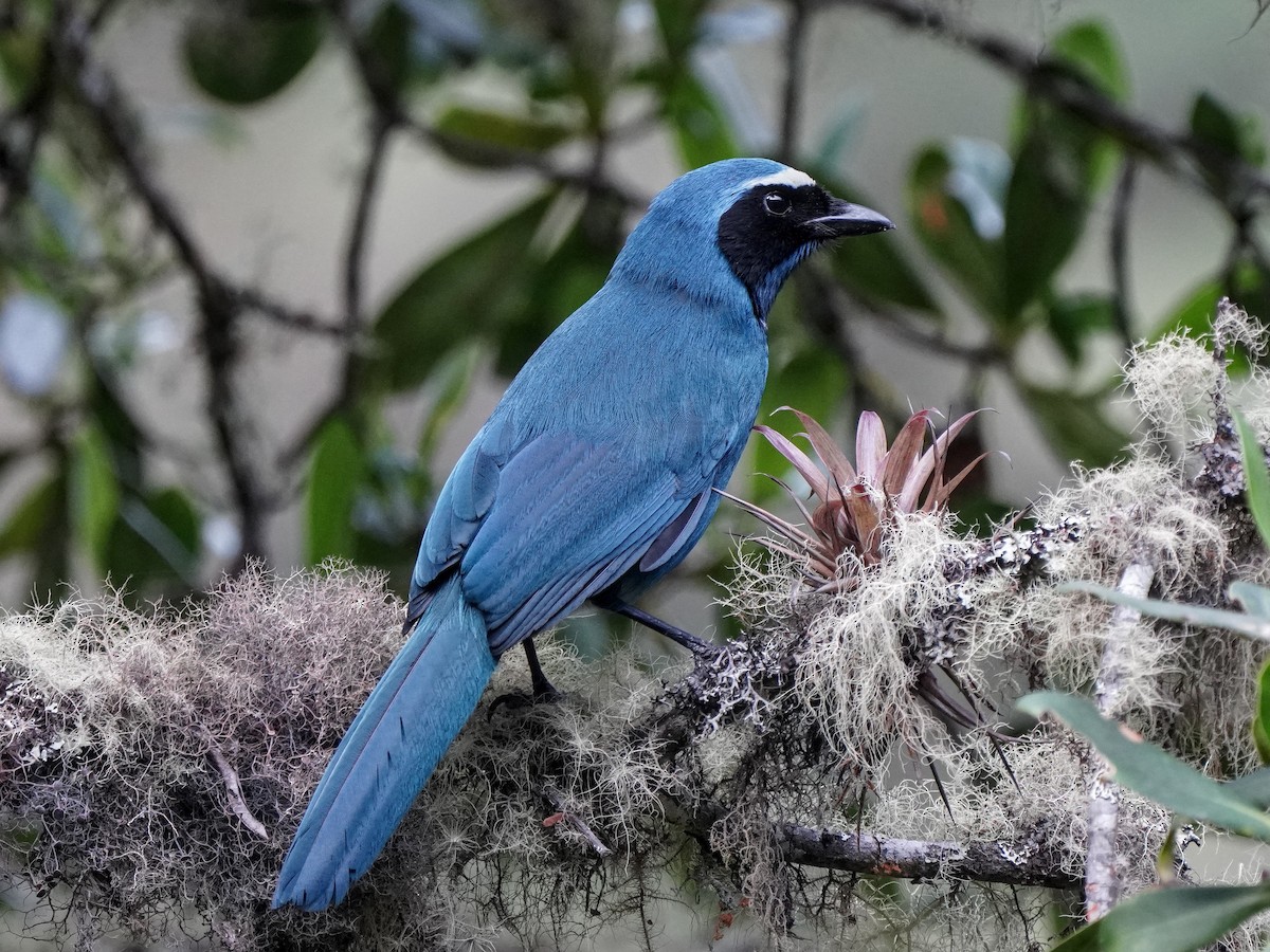 White-collared Jay - ML643119595