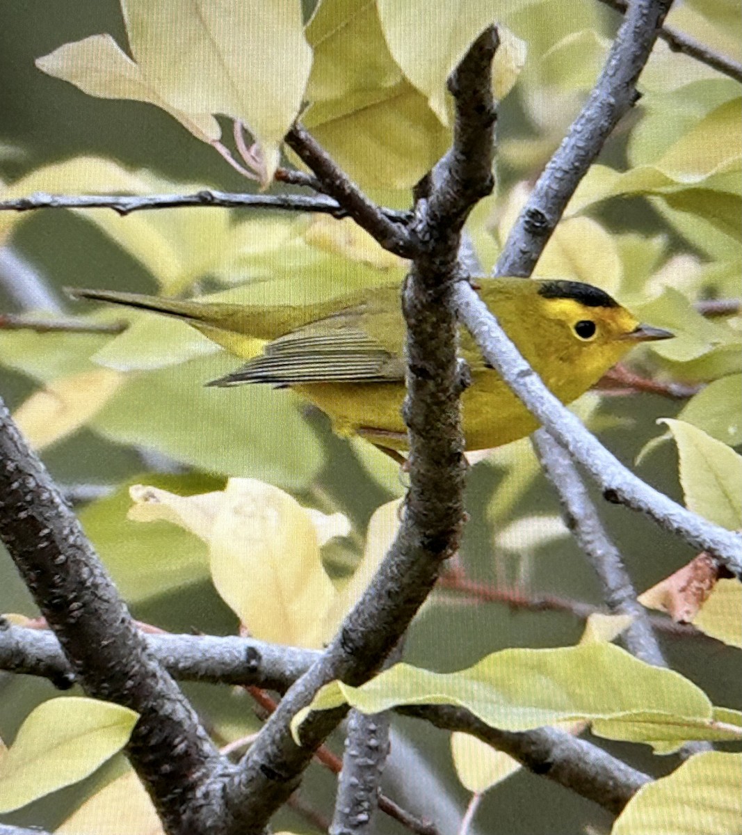 Wilson's Warbler - ML643119607