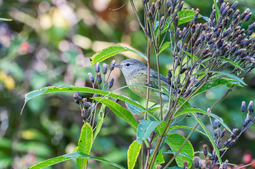 Orange-crowned Warbler - ML643119609