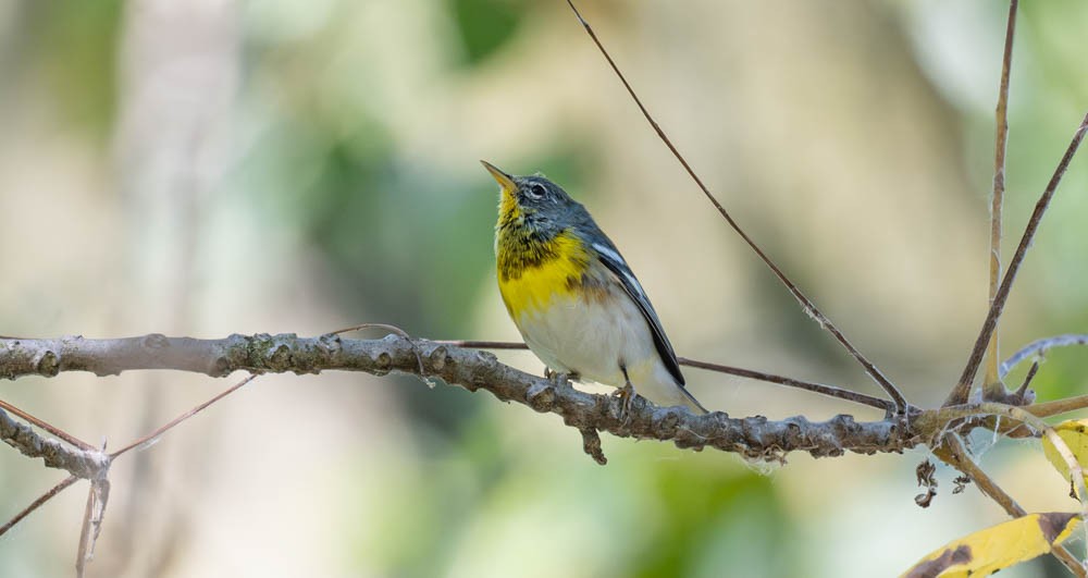 Northern Parula - ML643119616