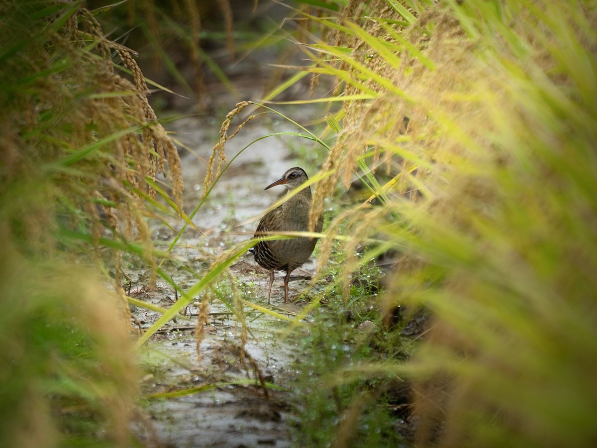 東亞秧雞 - ML643119625