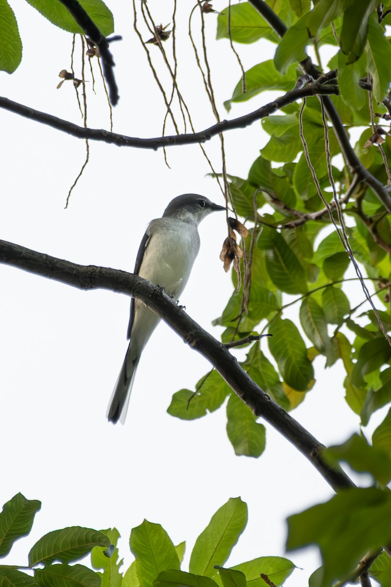 Brown-rumped Minivet - ML643119636