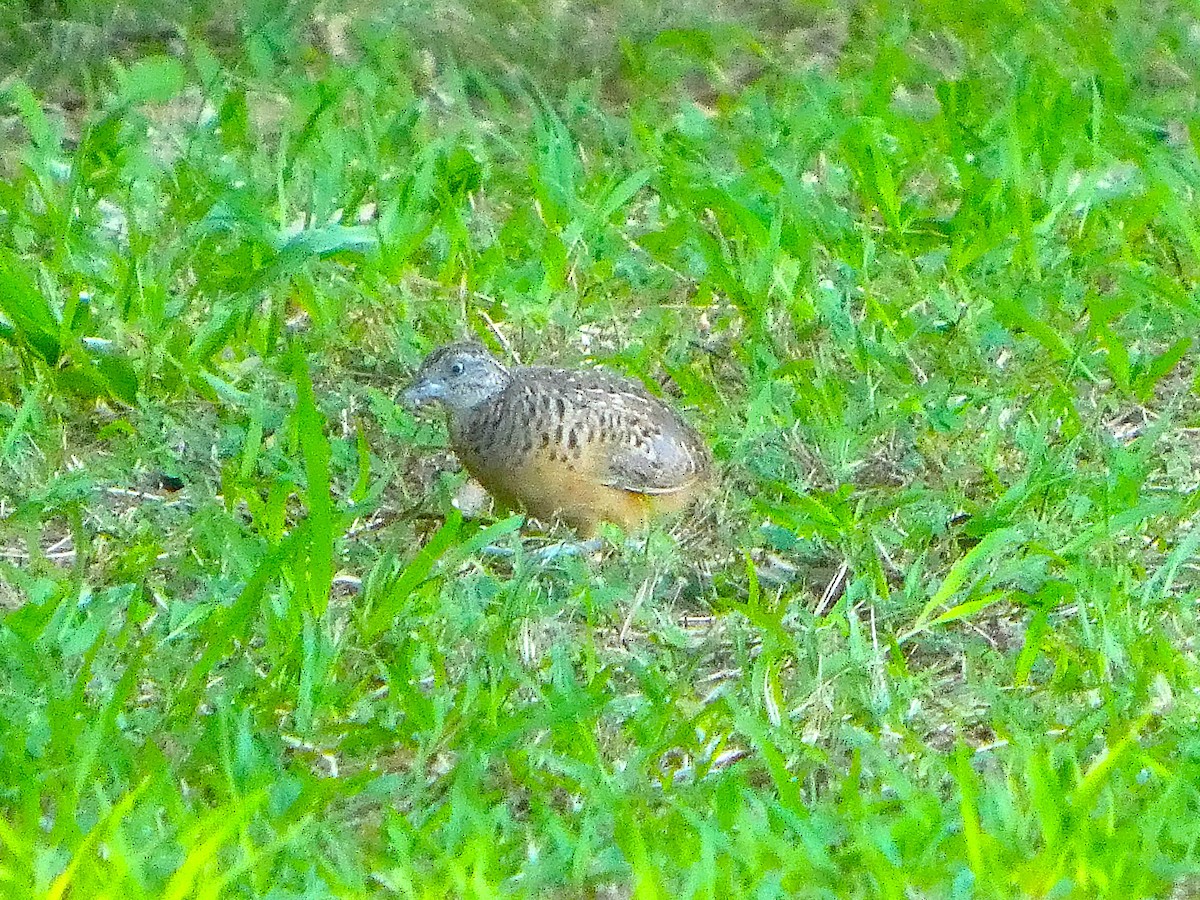 Barred Buttonquail - ML643119641