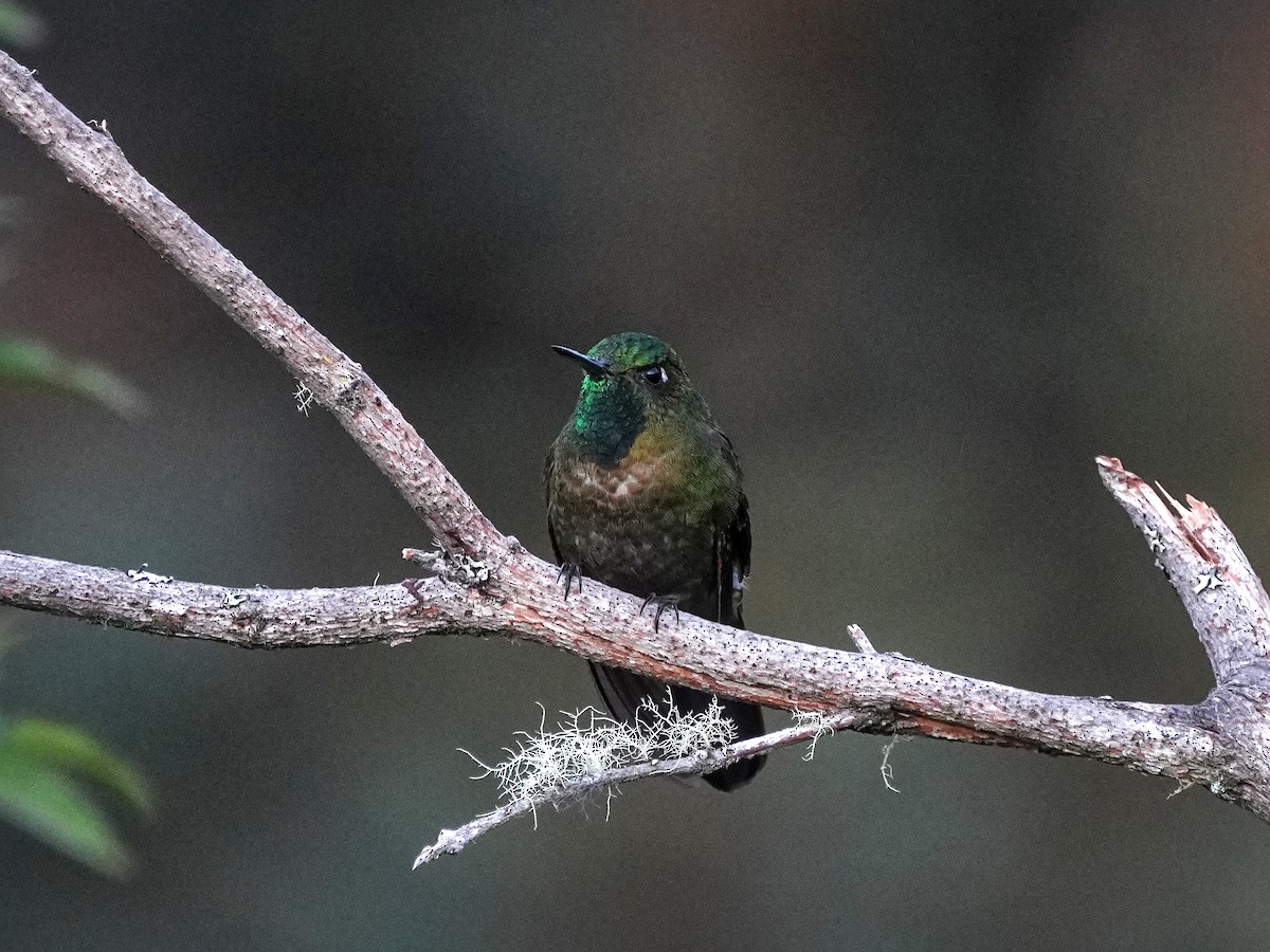 Tyrian Metaltail - ML643119682