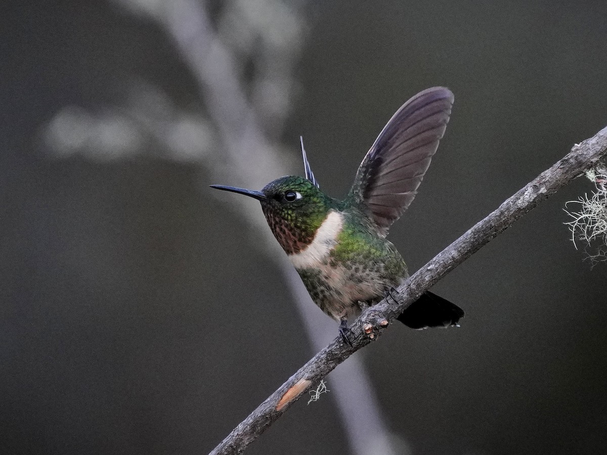 Amethyst-throated Sunangel - ML643119687