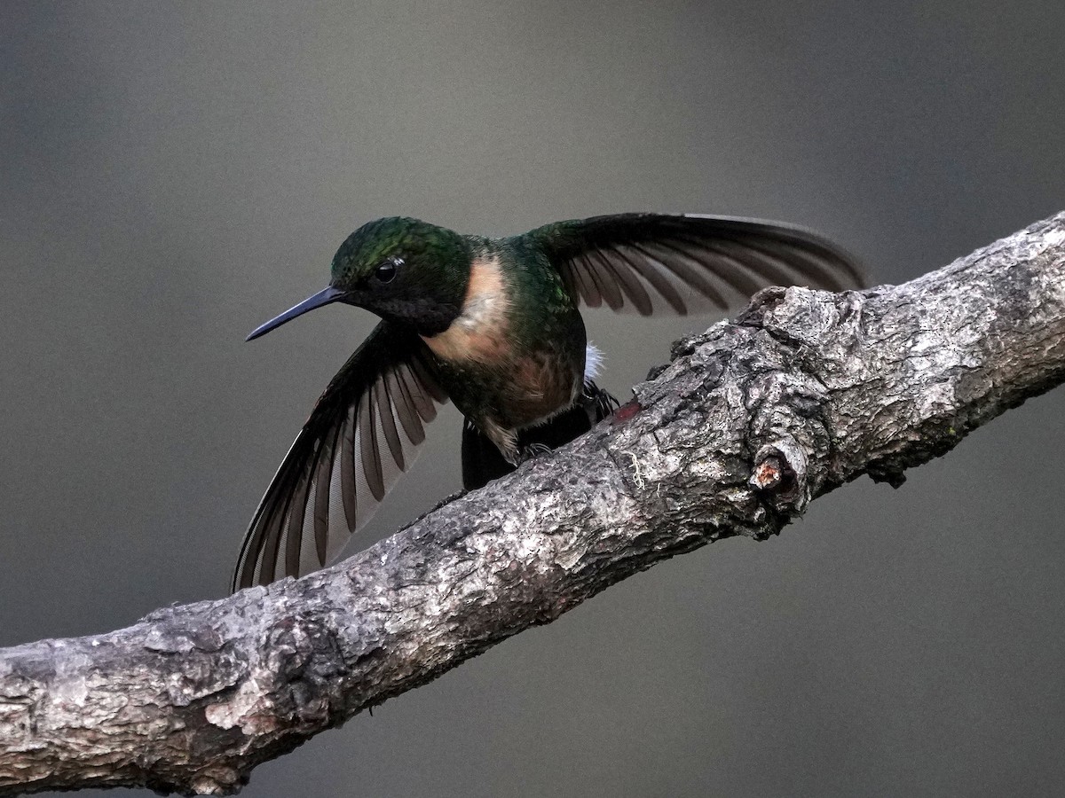Amethyst-throated Sunangel - ML643119691
