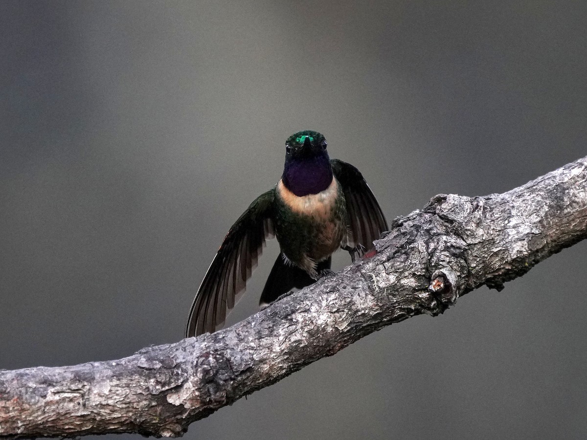 Amethyst-throated Sunangel - ML643119692
