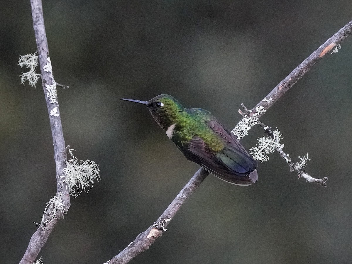 Amethyst-throated Sunangel - ML643119696