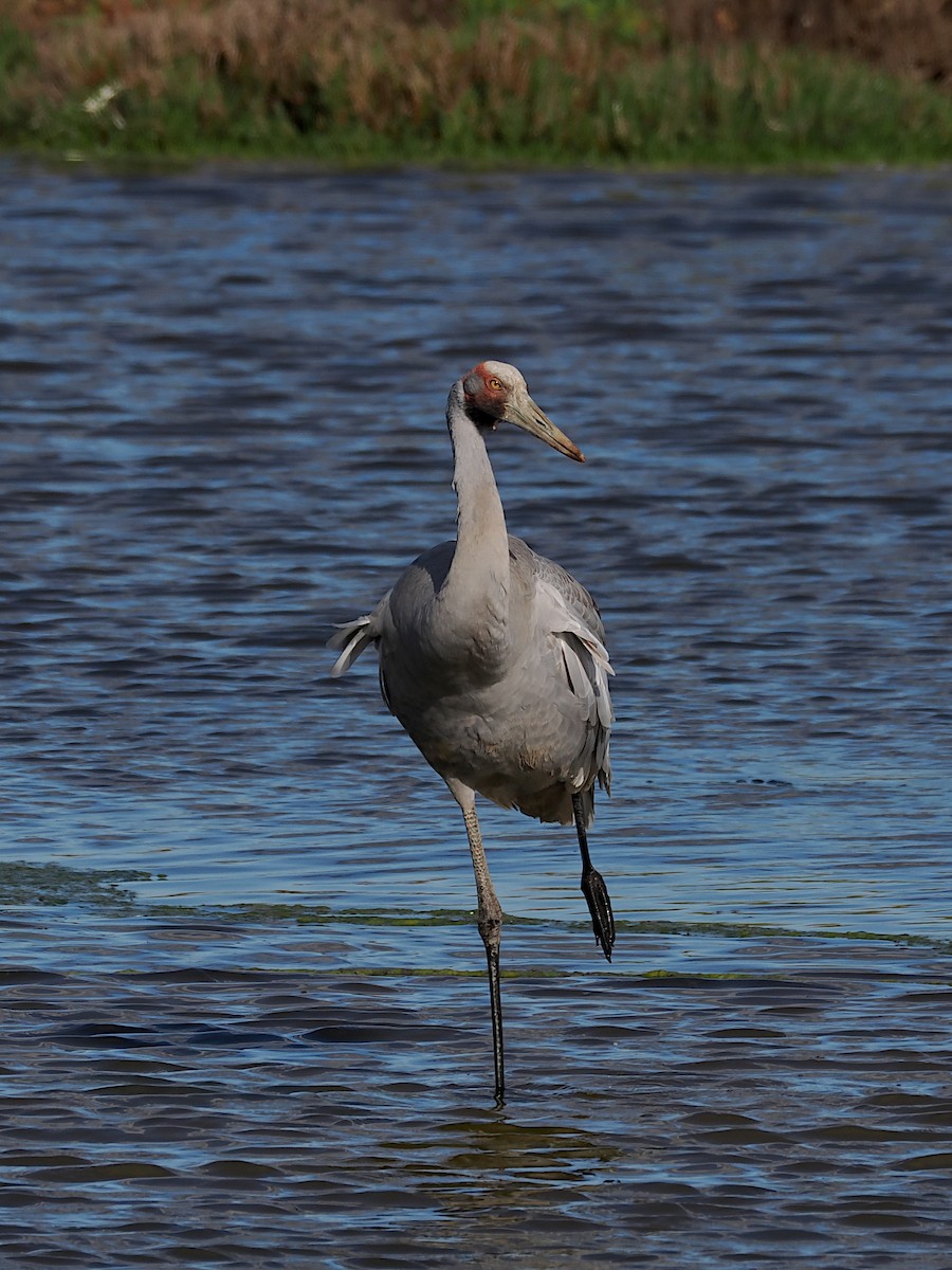 Brolga - ML643119702