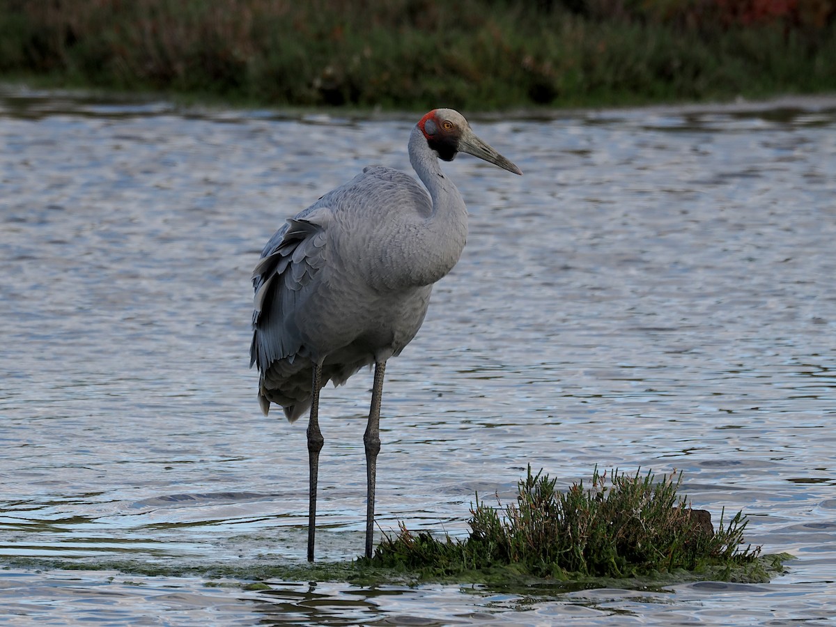 Brolga - ML643119704