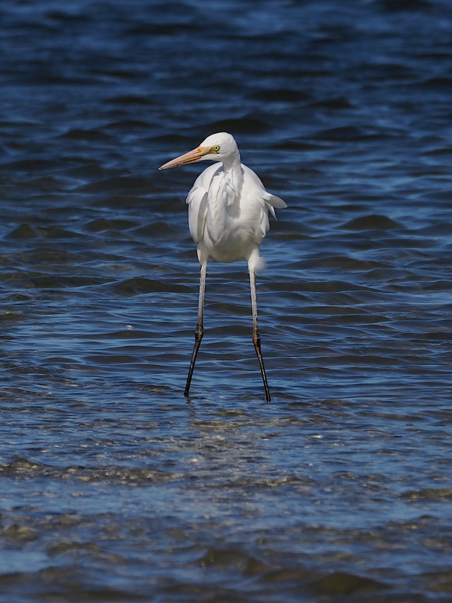 Great Egret - ML643119714