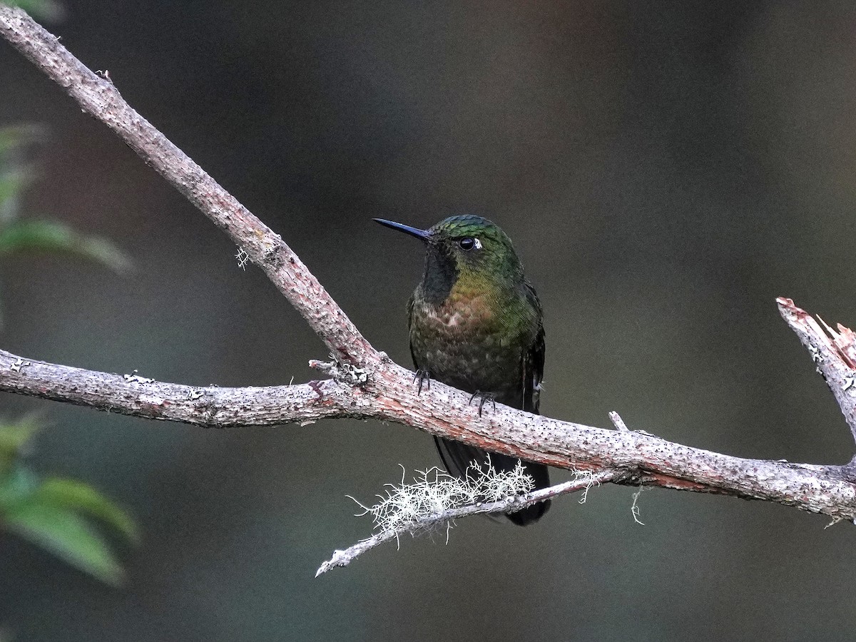 Tyrian Metaltail - ML643119718