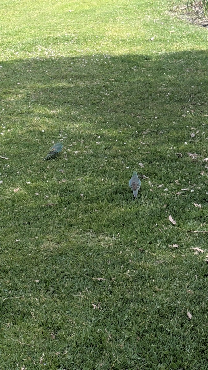 Red-rumped Parrot - ML643119726