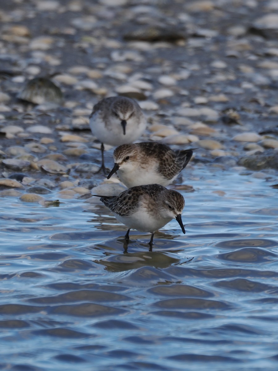 Red-necked Stint - ML643119734