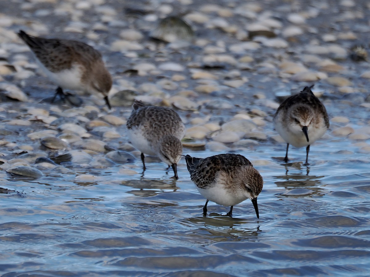 Red-necked Stint - ML643119735