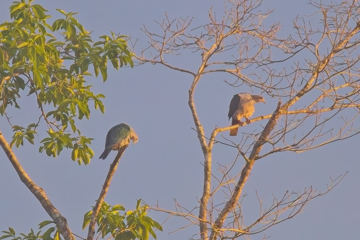 Green Imperial-Pigeon - ML643119740