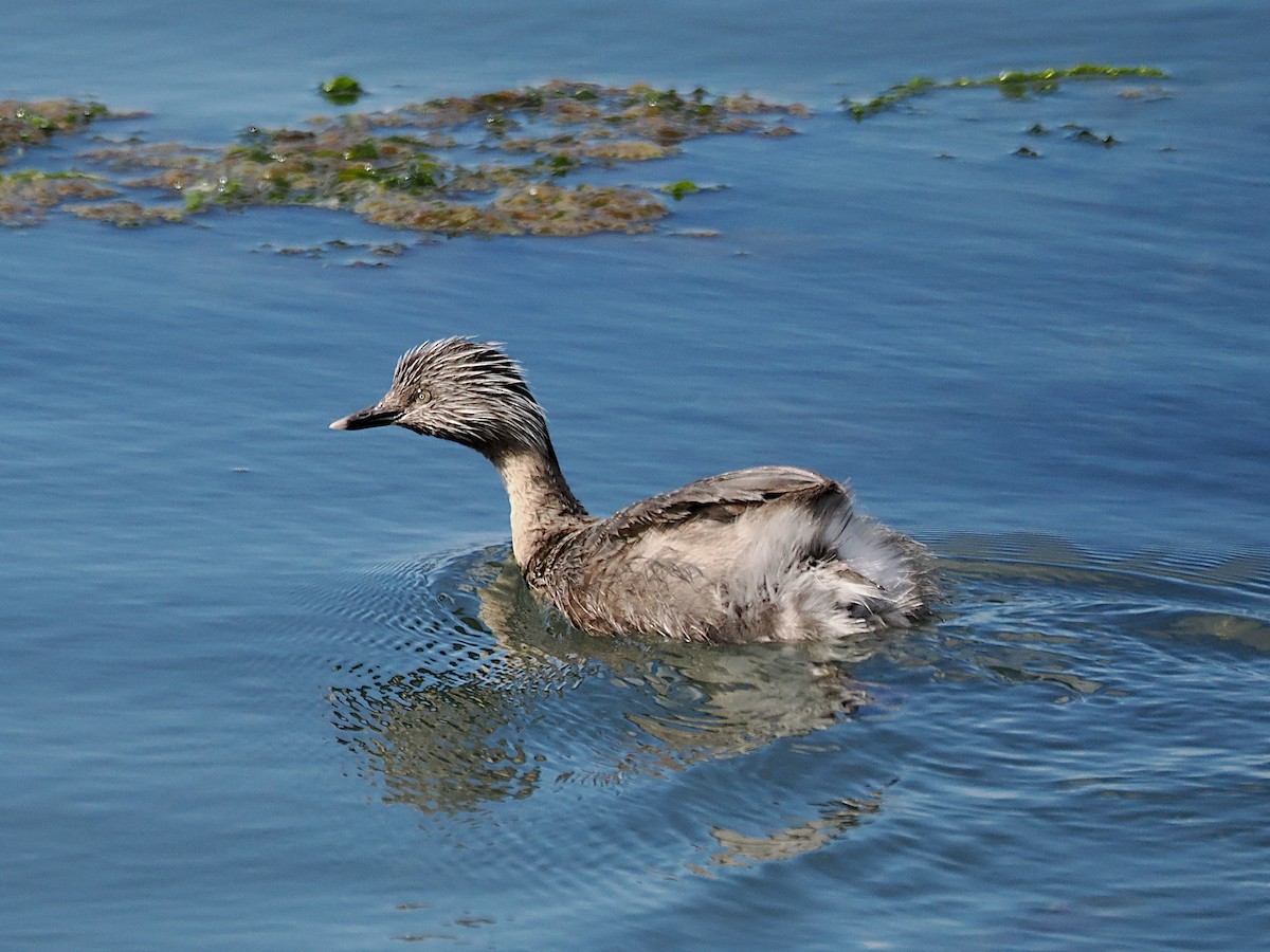 Hoary-headed Grebe - ML643119741