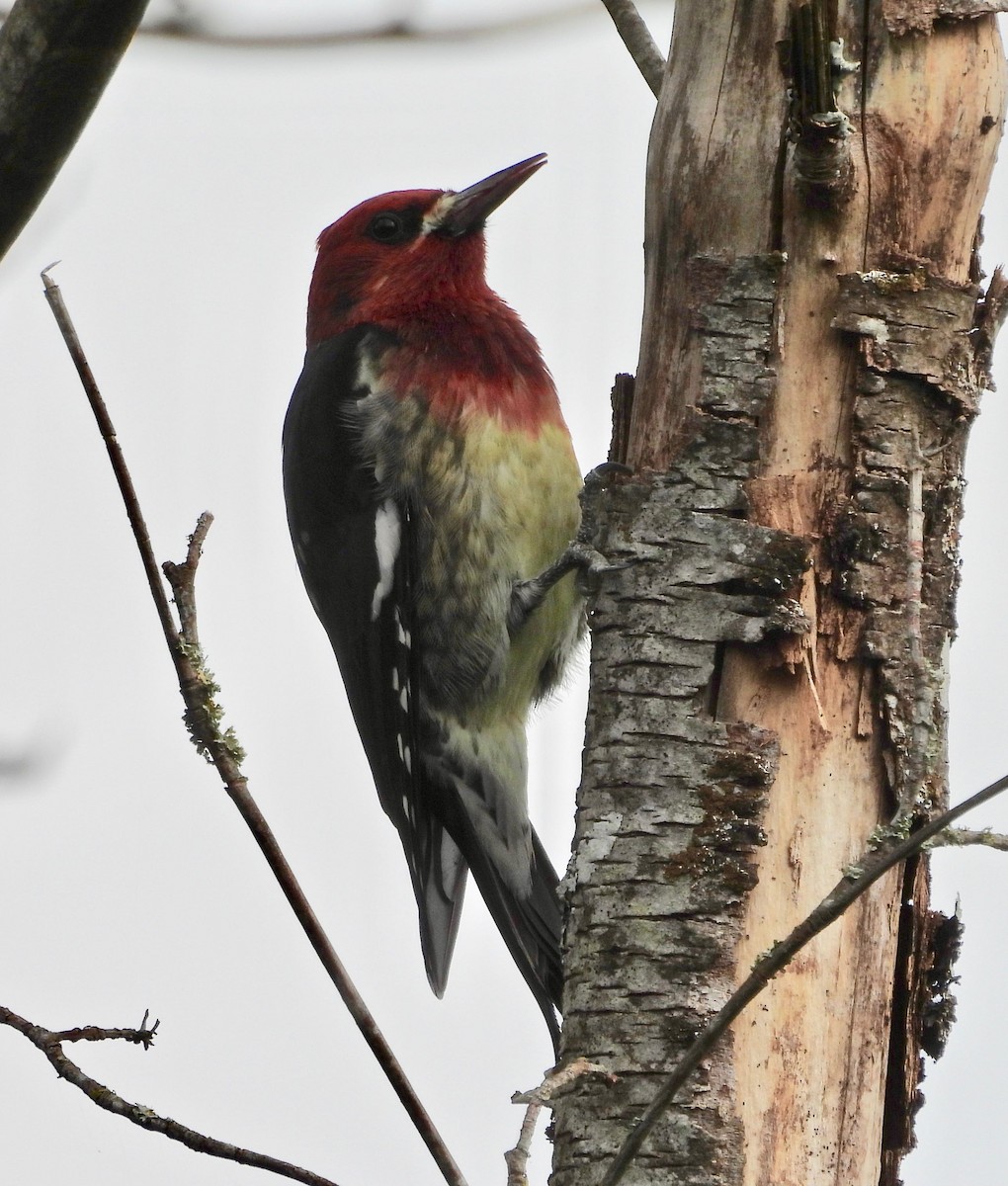 Red-breasted Sapsucker - ML643119742