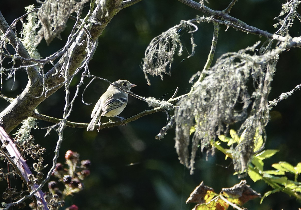 Hutton's Vireo (Pacific) - ML643119764