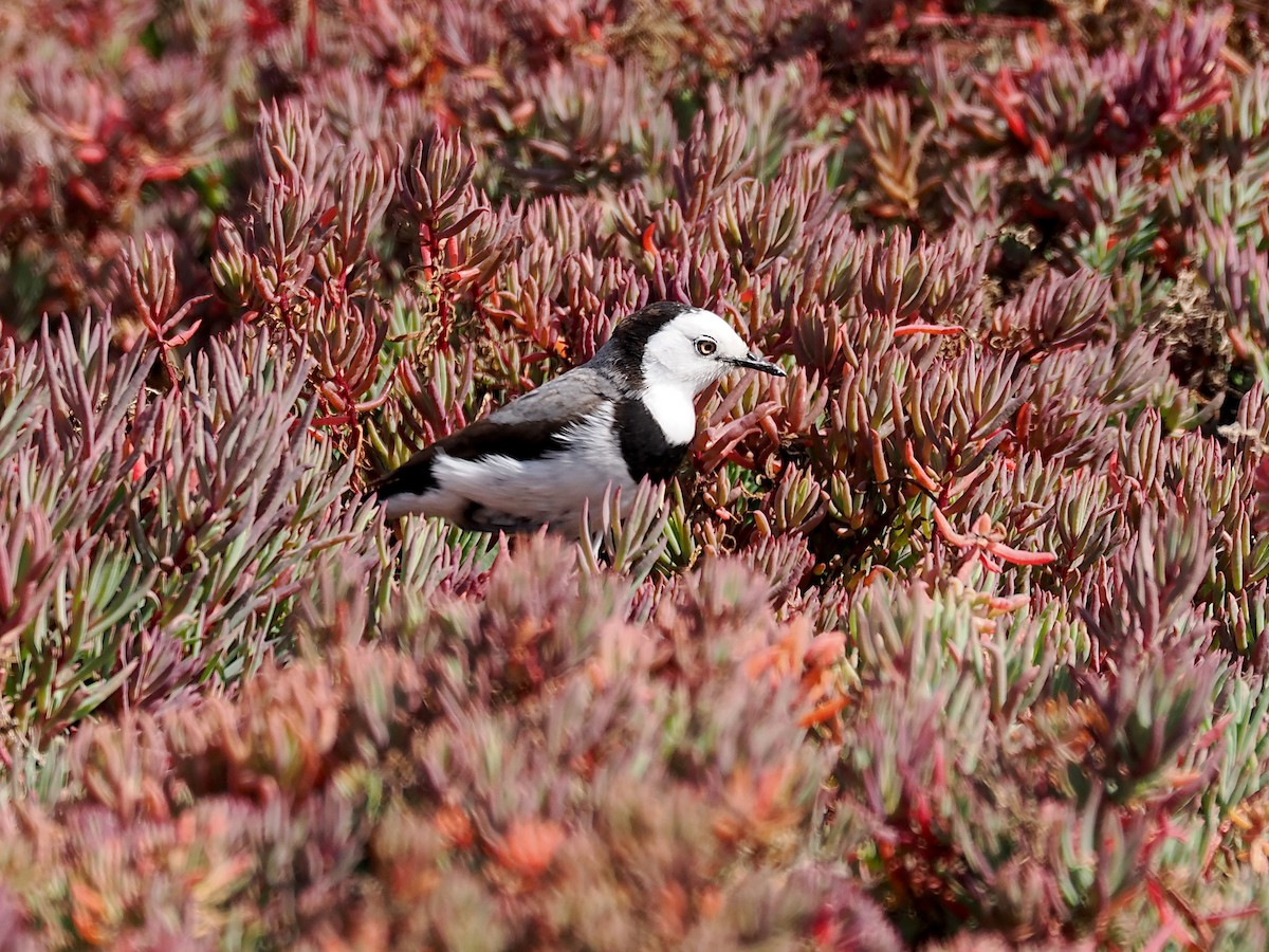 White-fronted Chat - ML643119774