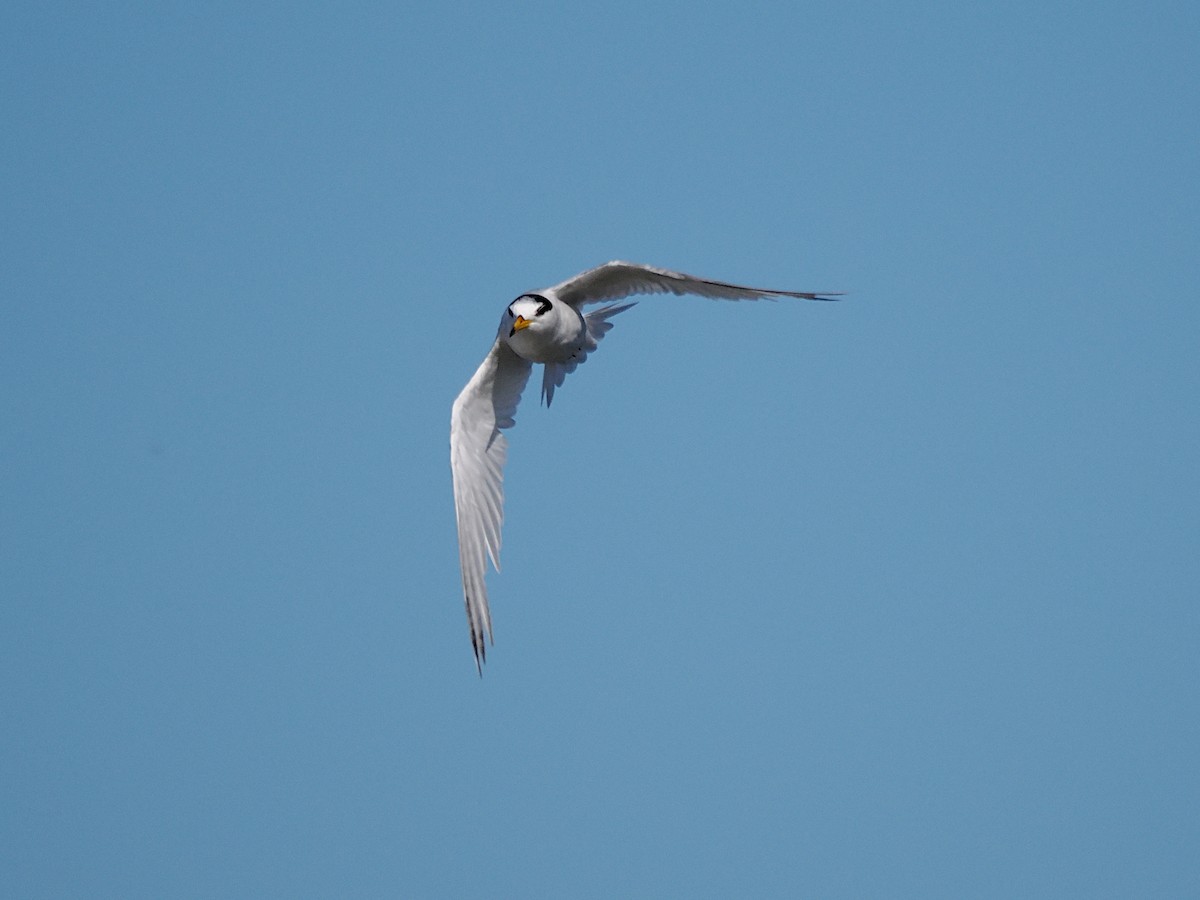 Australian Fairy Tern - ML643119820