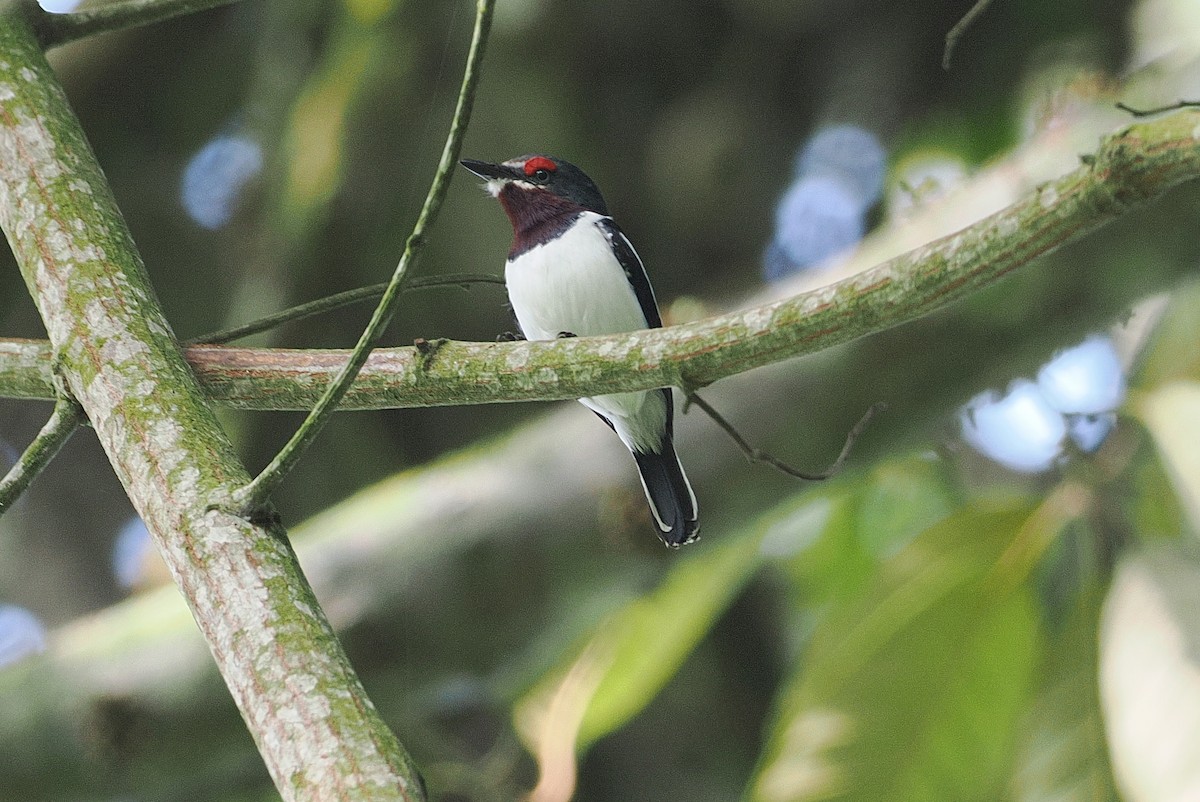 Brown-throated Wattle-eye - ML643119832