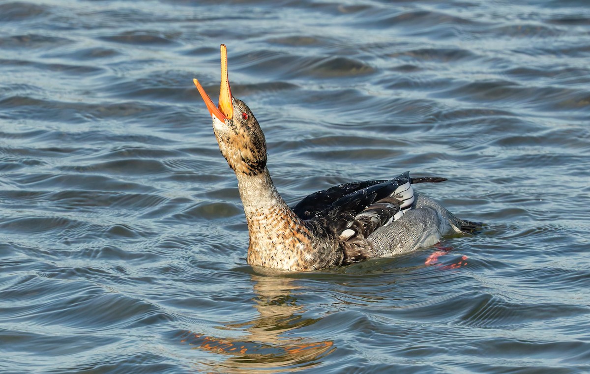 Red-breasted Merganser - ML643119845