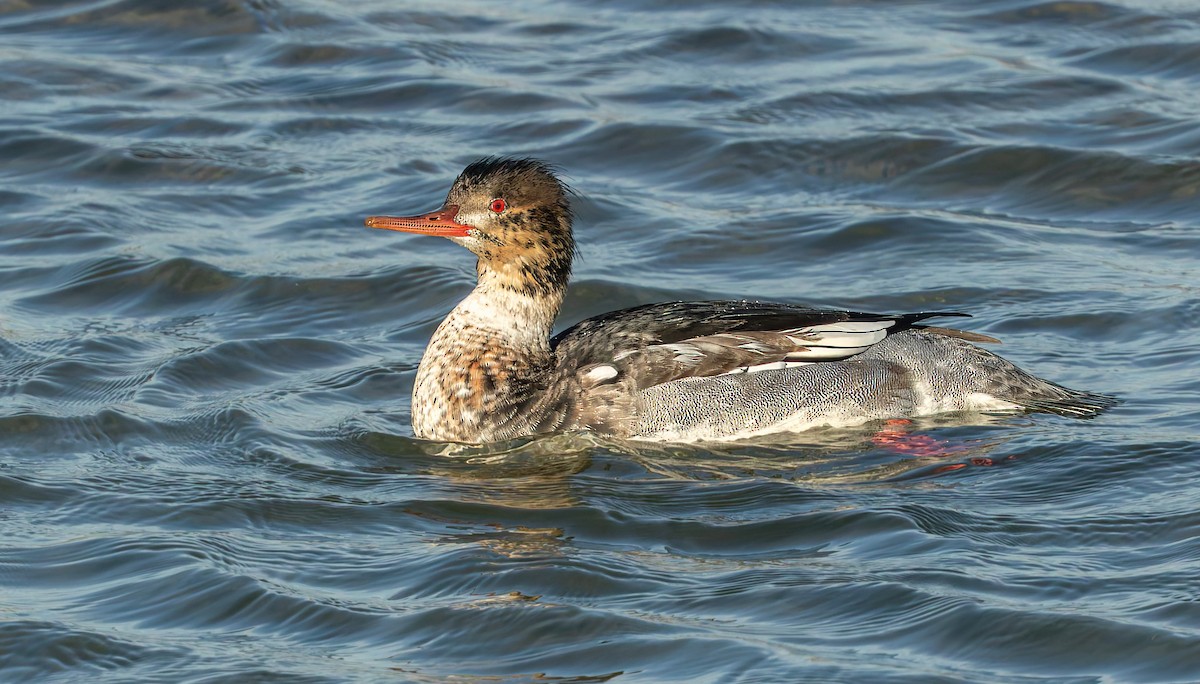 Red-breasted Merganser - ML643119846