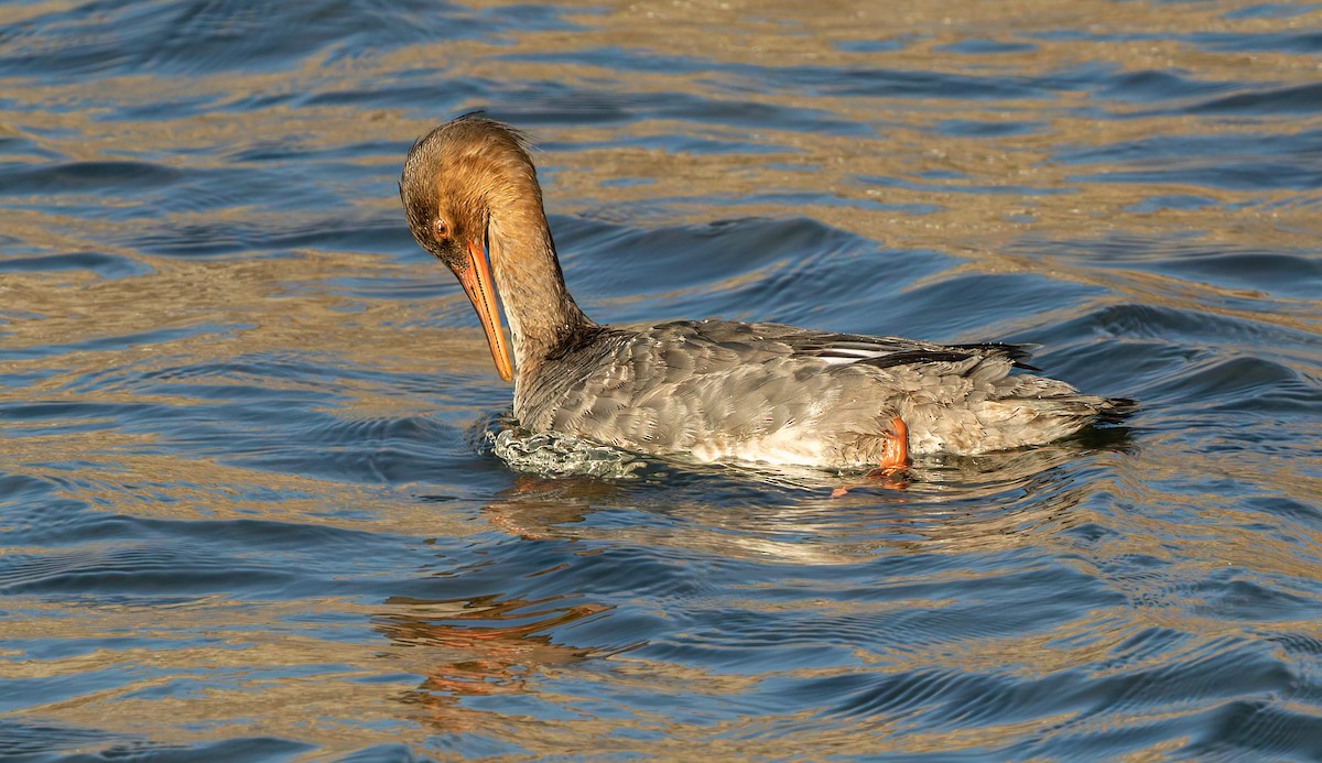 Red-breasted Merganser - ML643119847