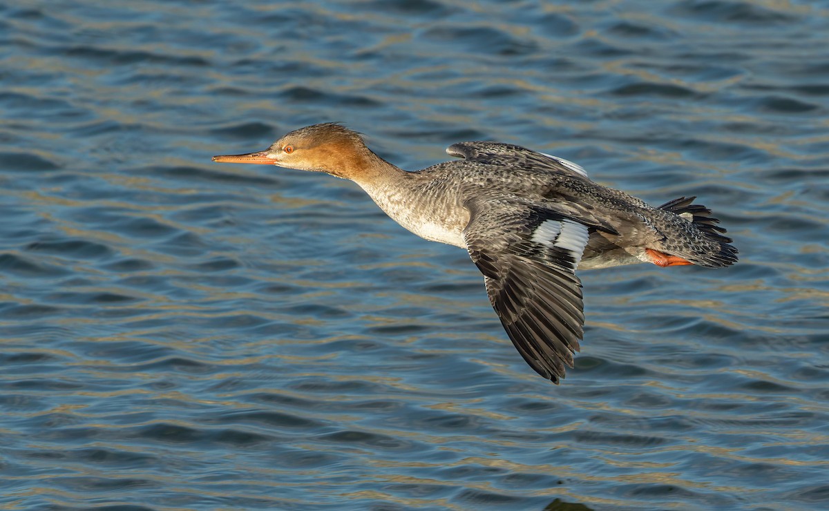 Red-breasted Merganser - ML643119848