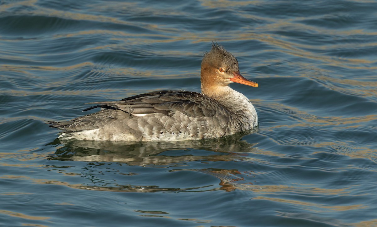 Red-breasted Merganser - ML643119849