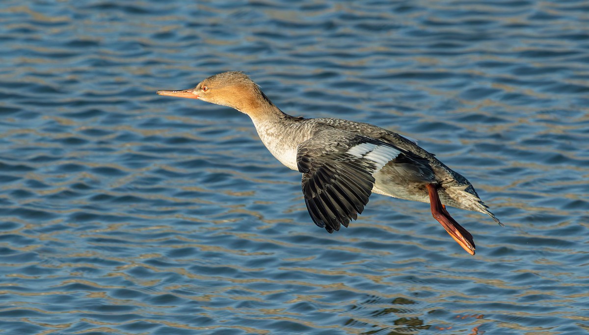 Red-breasted Merganser - ML643119850