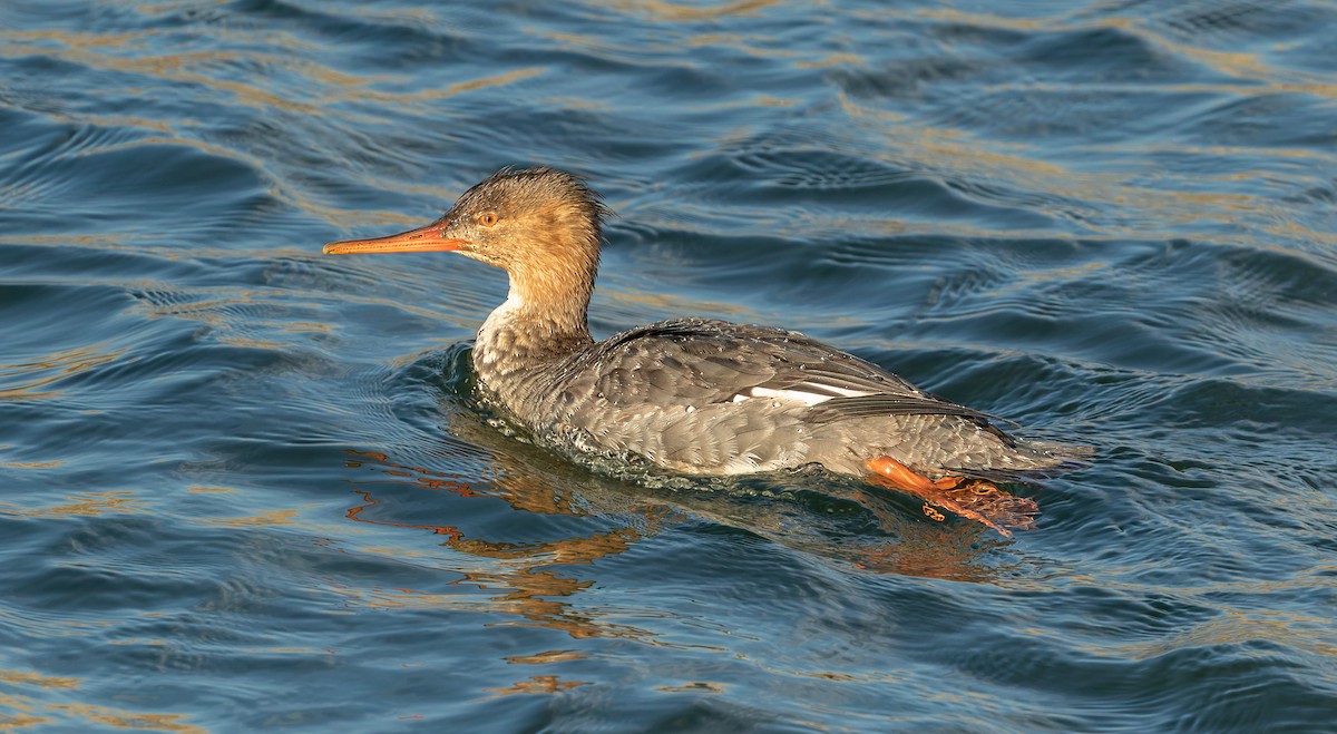 Red-breasted Merganser - ML643119851