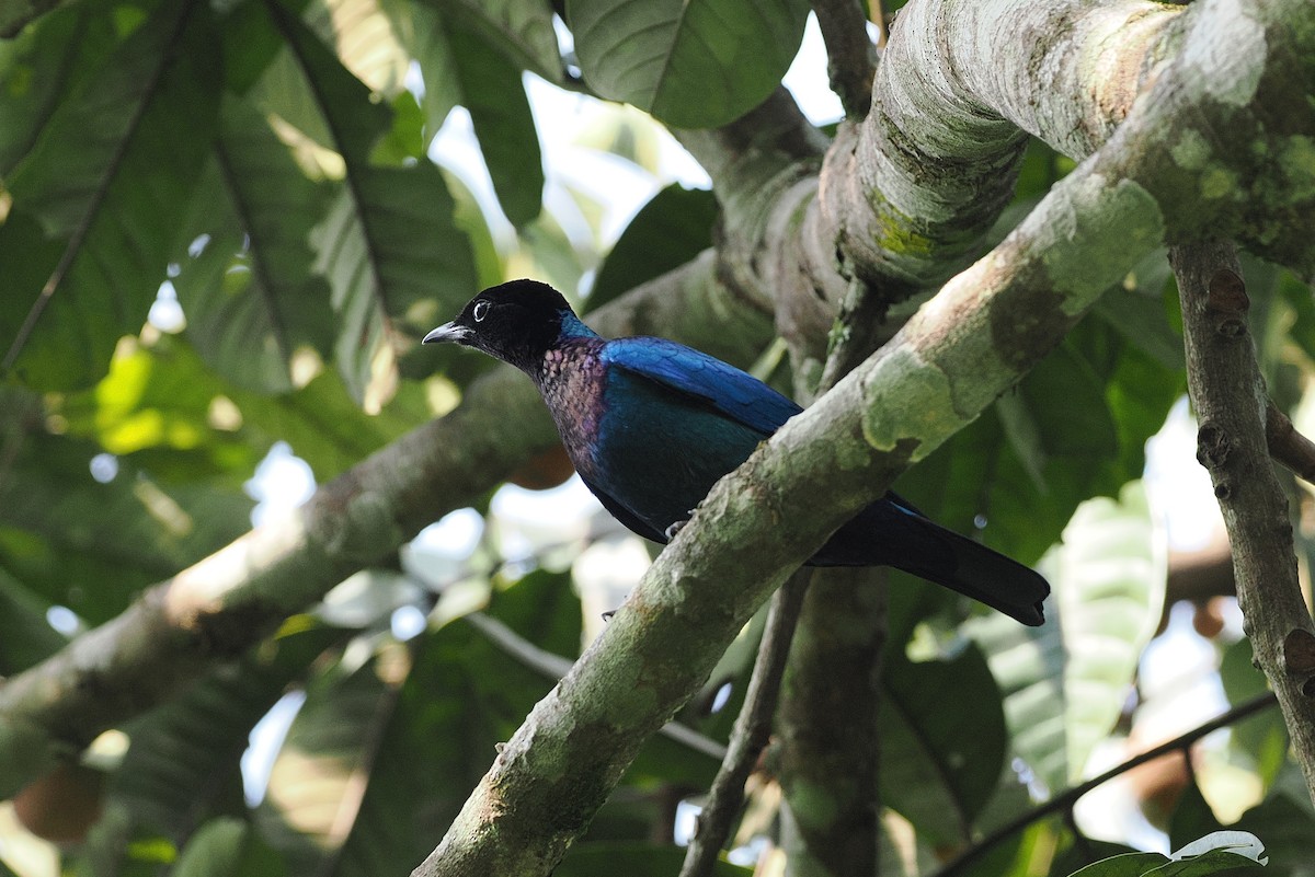 Purple-headed Starling - ML643119852
