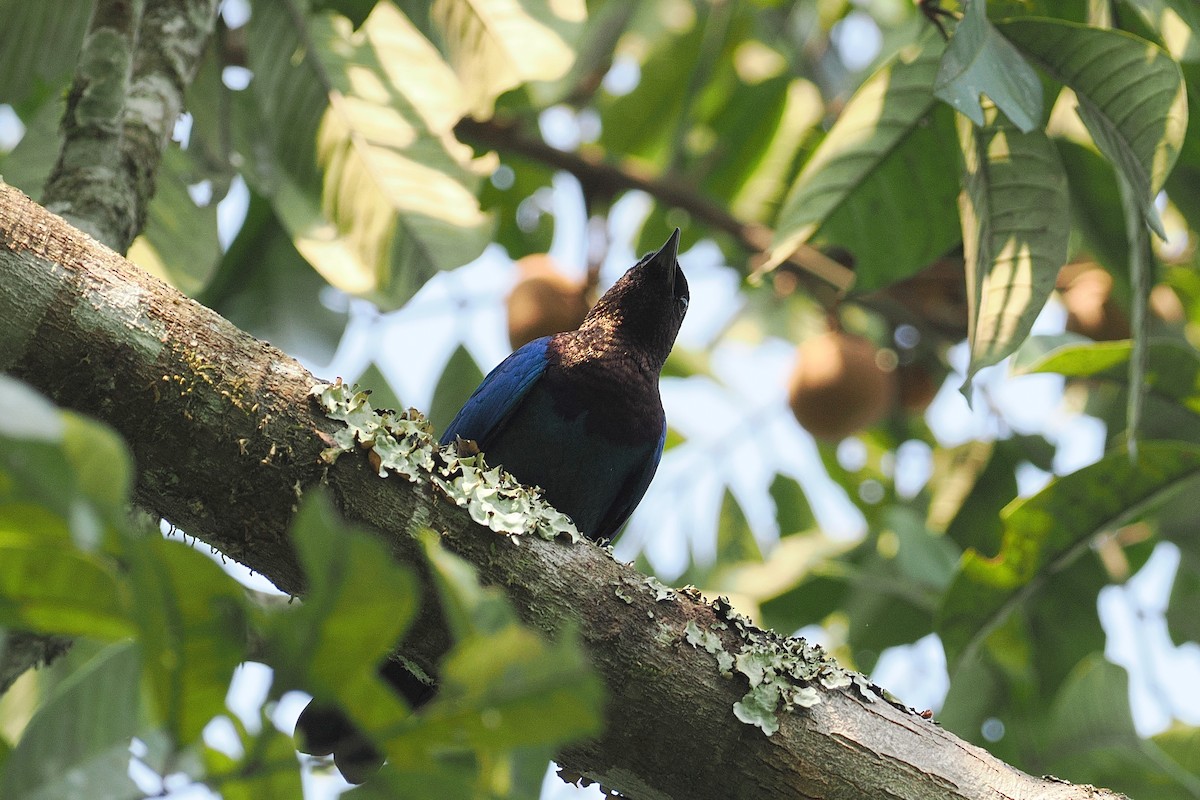 Purple-headed Starling - ML643119854