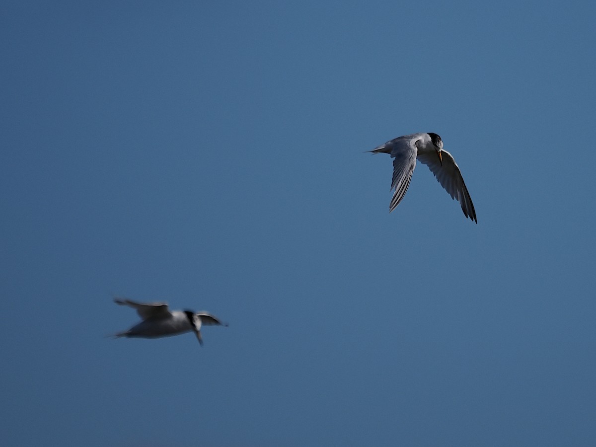 Australian Fairy Tern - ML643119864
