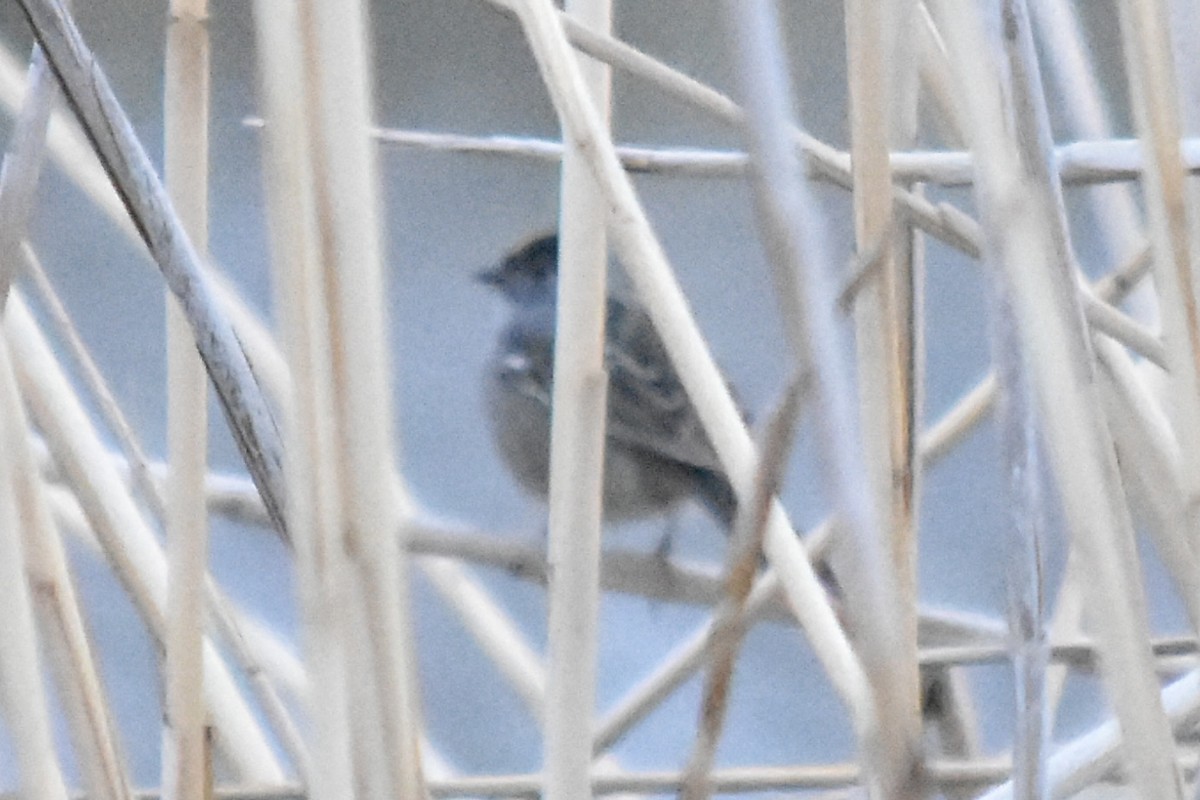 Golden-crowned Sparrow - ML643119867