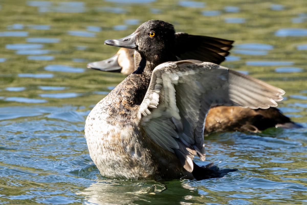 Ring-necked Duck - ML643119868