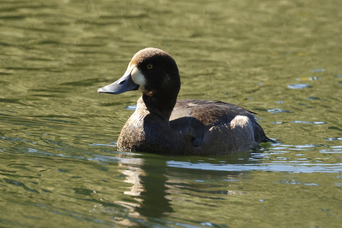 Greater Scaup - ML643119874